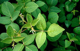 Image of greenleaf ticktrefoil