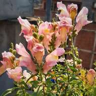 Image of garden snapdragon