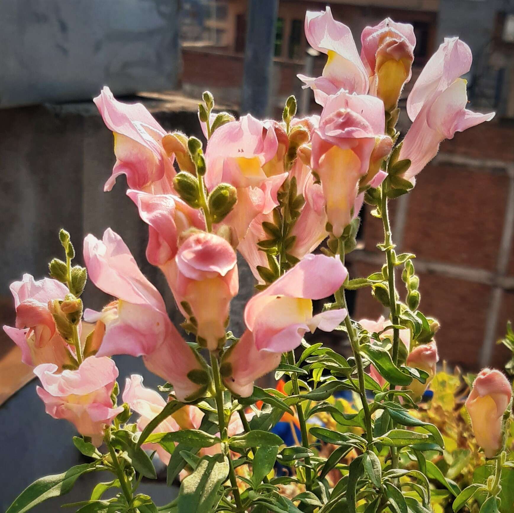 Image of garden snapdragon