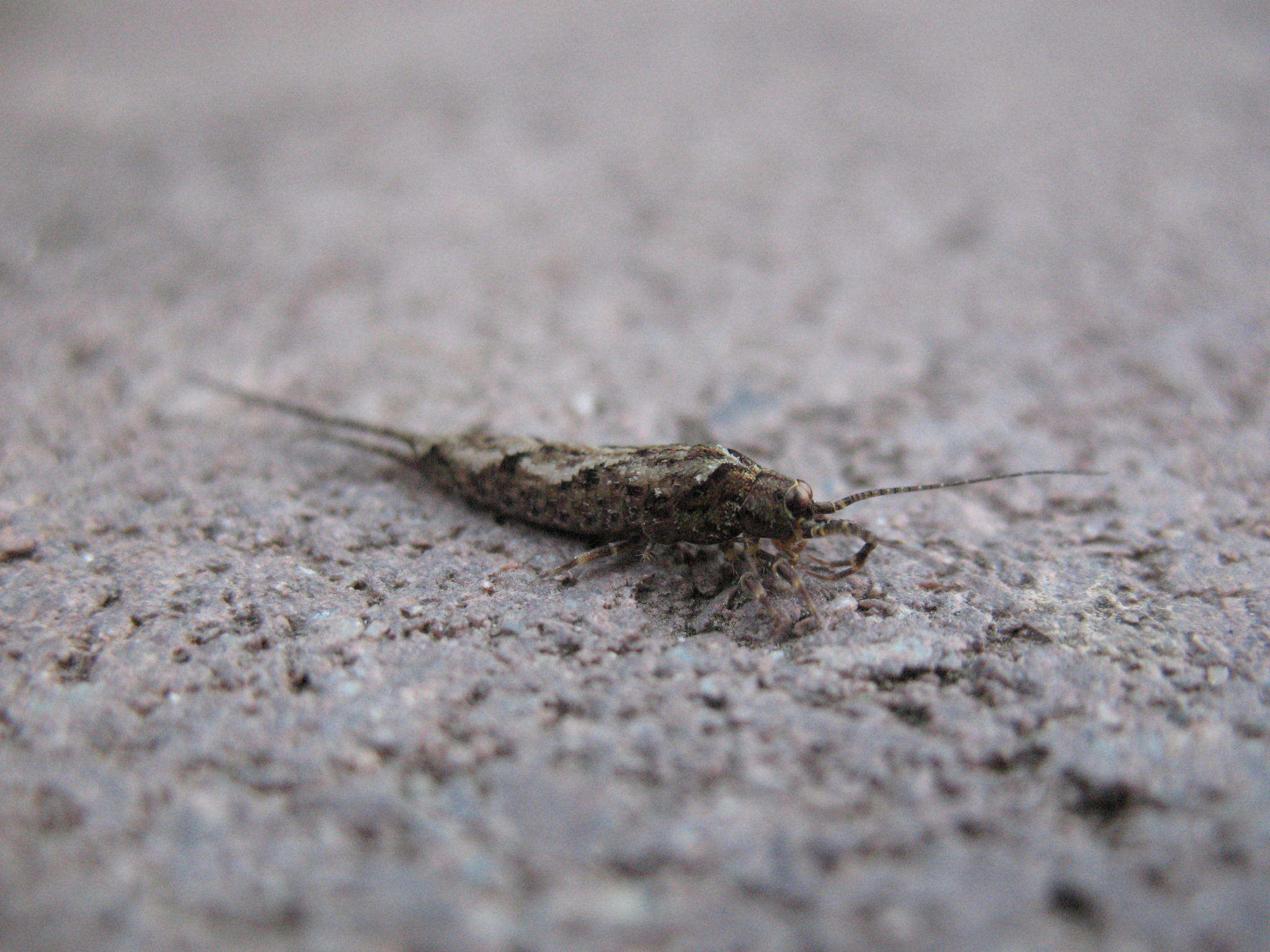 Image of jumping bristletails