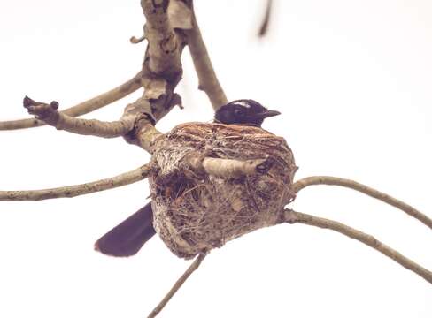 Image of Willie Wagtail