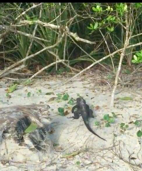 Image of marine iguana