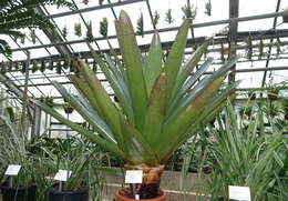 Image of Alcantarea imperialis (Carrière) Harms