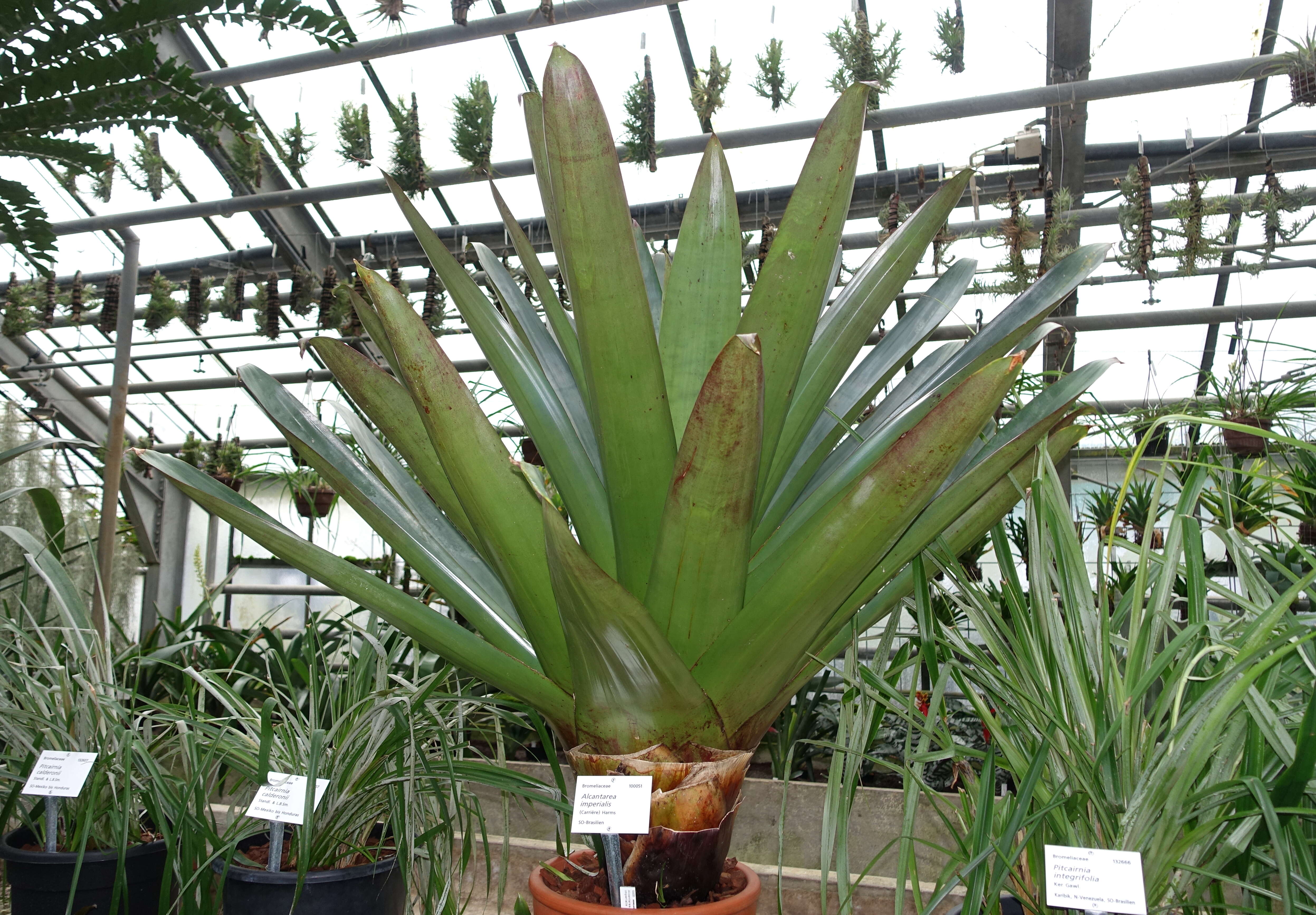 Image of Alcantarea imperialis (Carrière) Harms