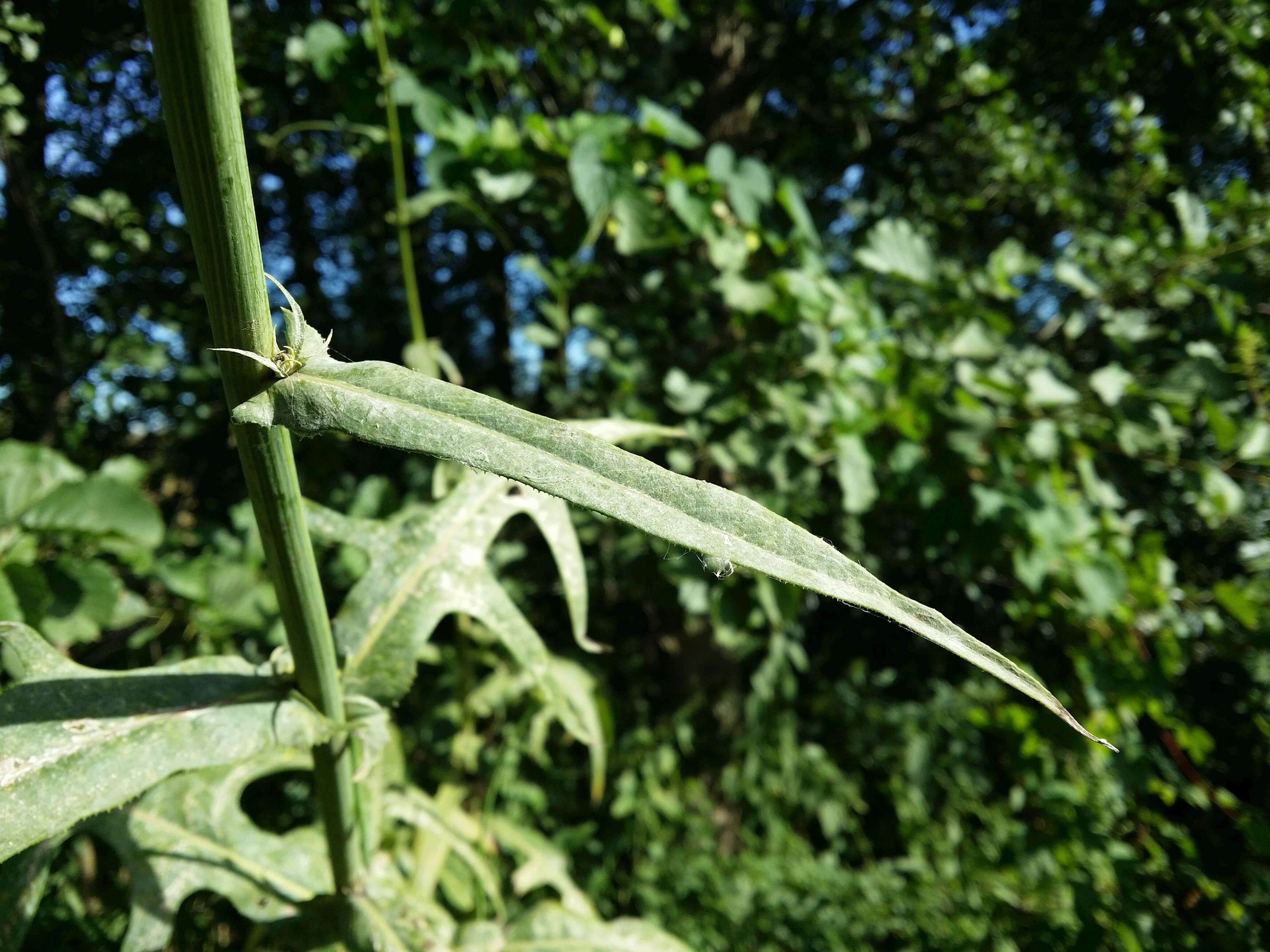 Image de laiteron des marais