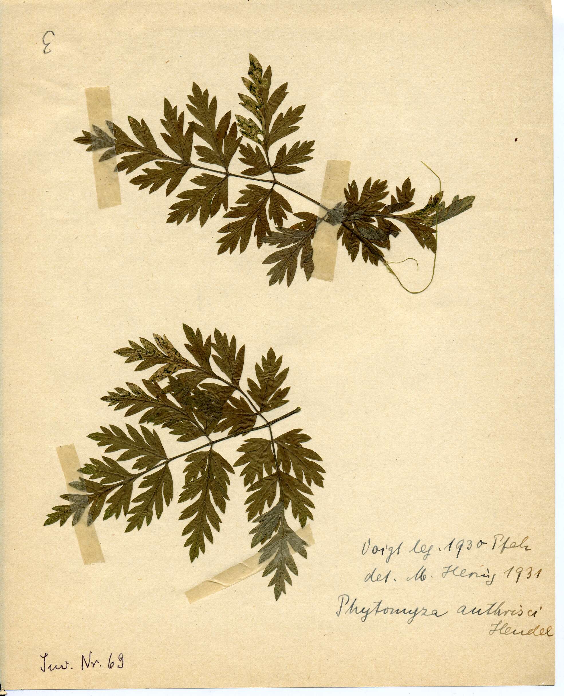 Image of Phytomyza chaerophylli Kaltenbach 1856