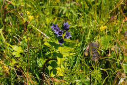 Image of Gentiana asclepiadea L.