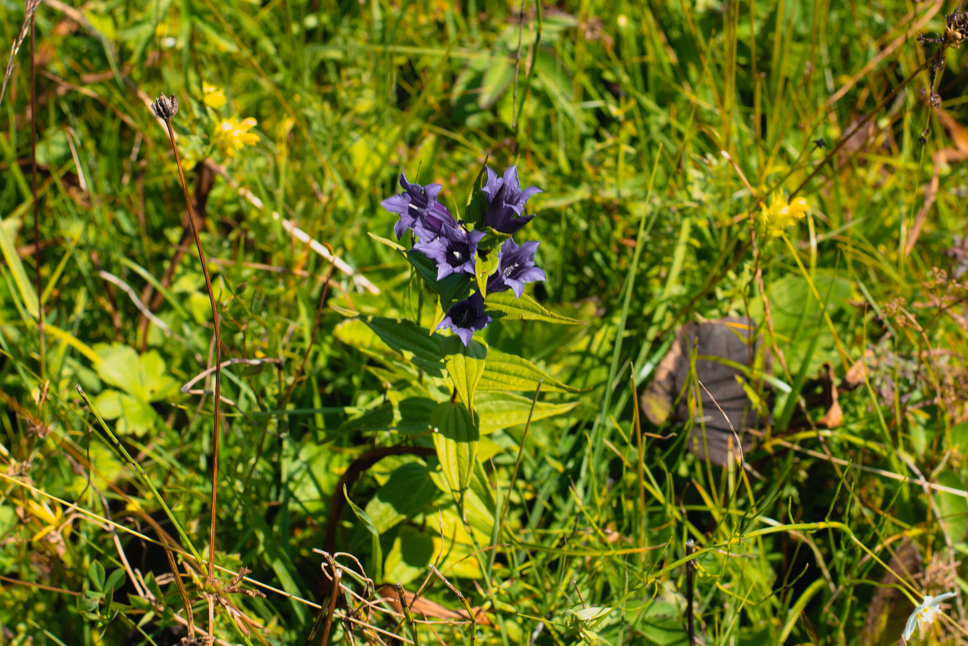 Image of Gentiana asclepiadea L.