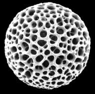 Image of Radiolaria