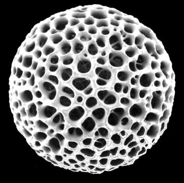 Image of Radiolaria