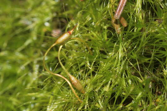 Image of denuded dicranodontium moss