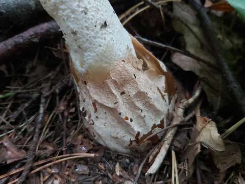 Image of Stinkhorn