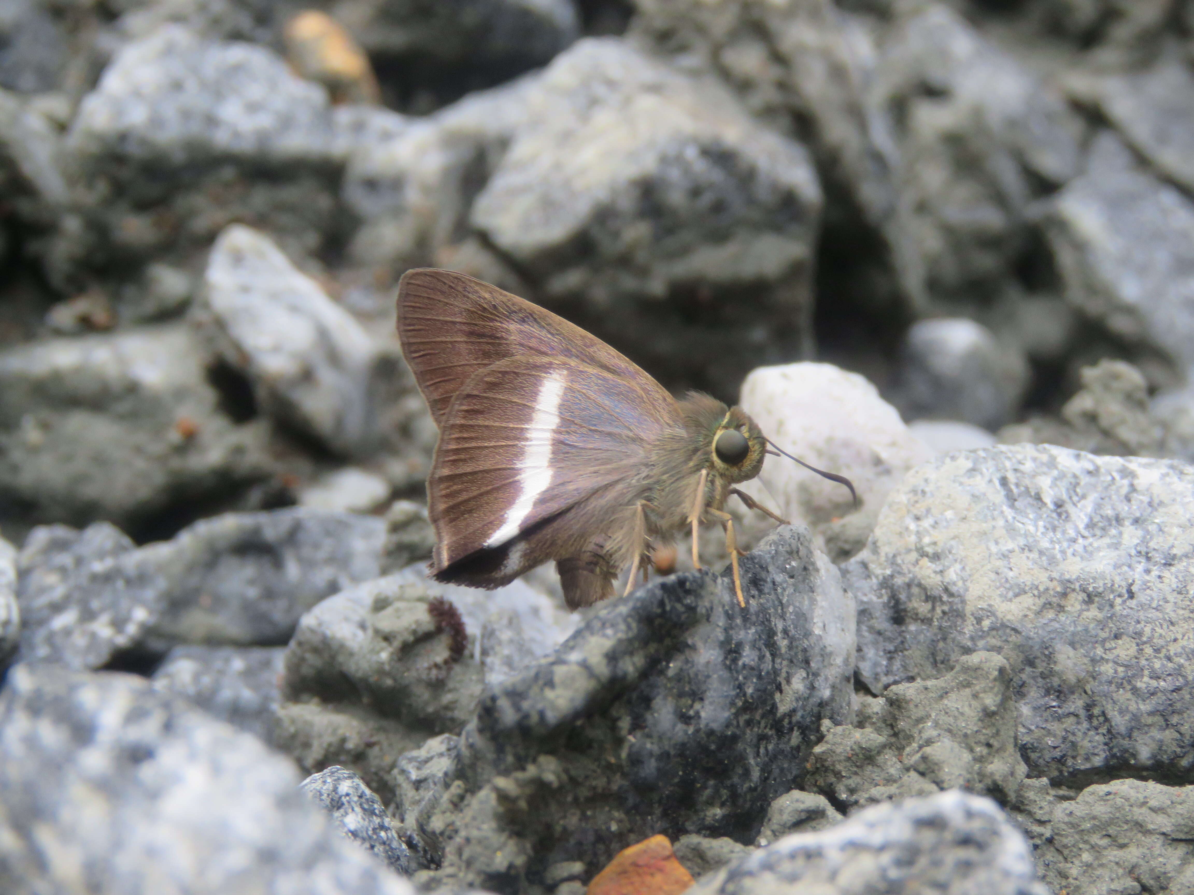 Image of Hasora taminatus Hübner 1818