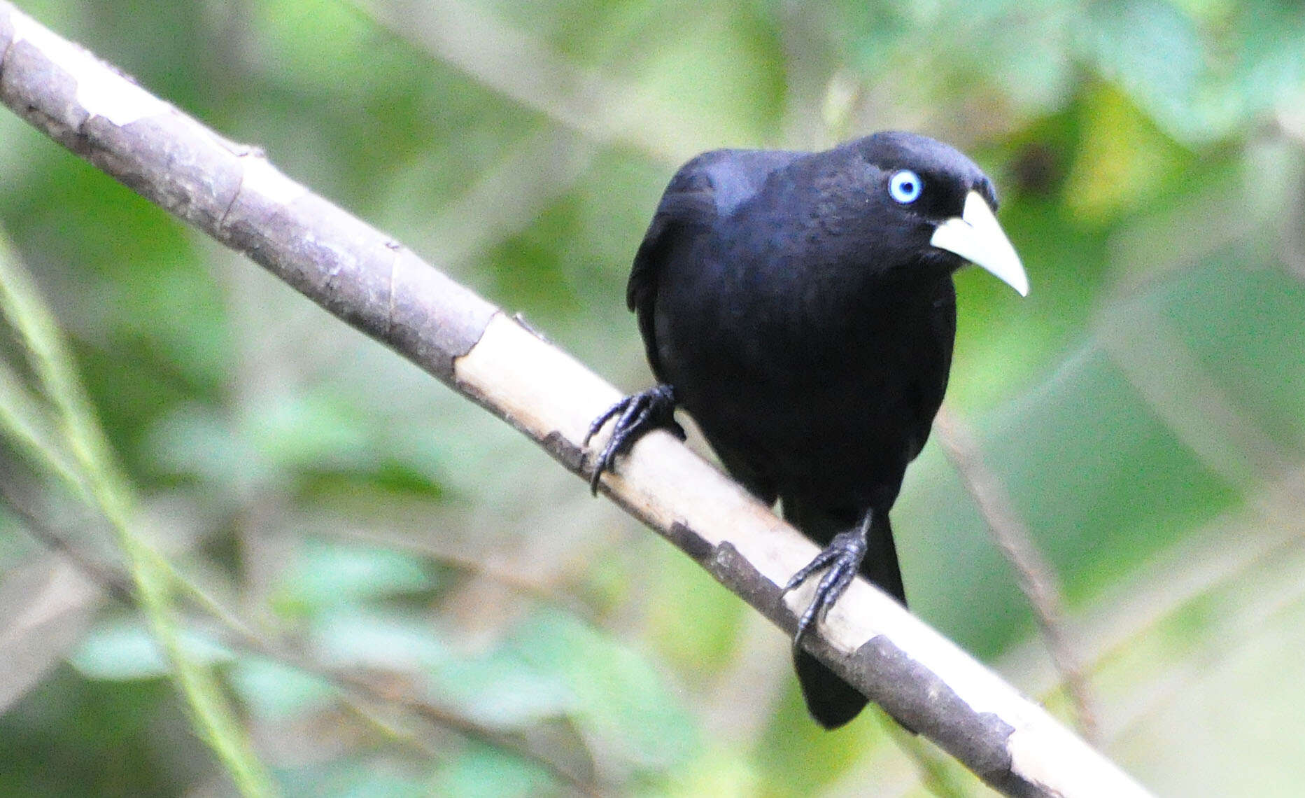 Image of Scarlet-rumped Cacique