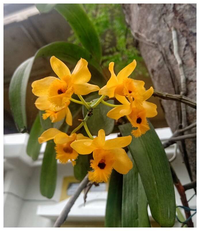 Imagem de Dendrobium fimbriatum Hook.