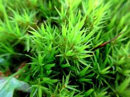 Image of Broom Moss