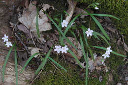 Image of Virginia springbeauty