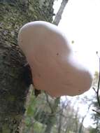 Image of birch polypore