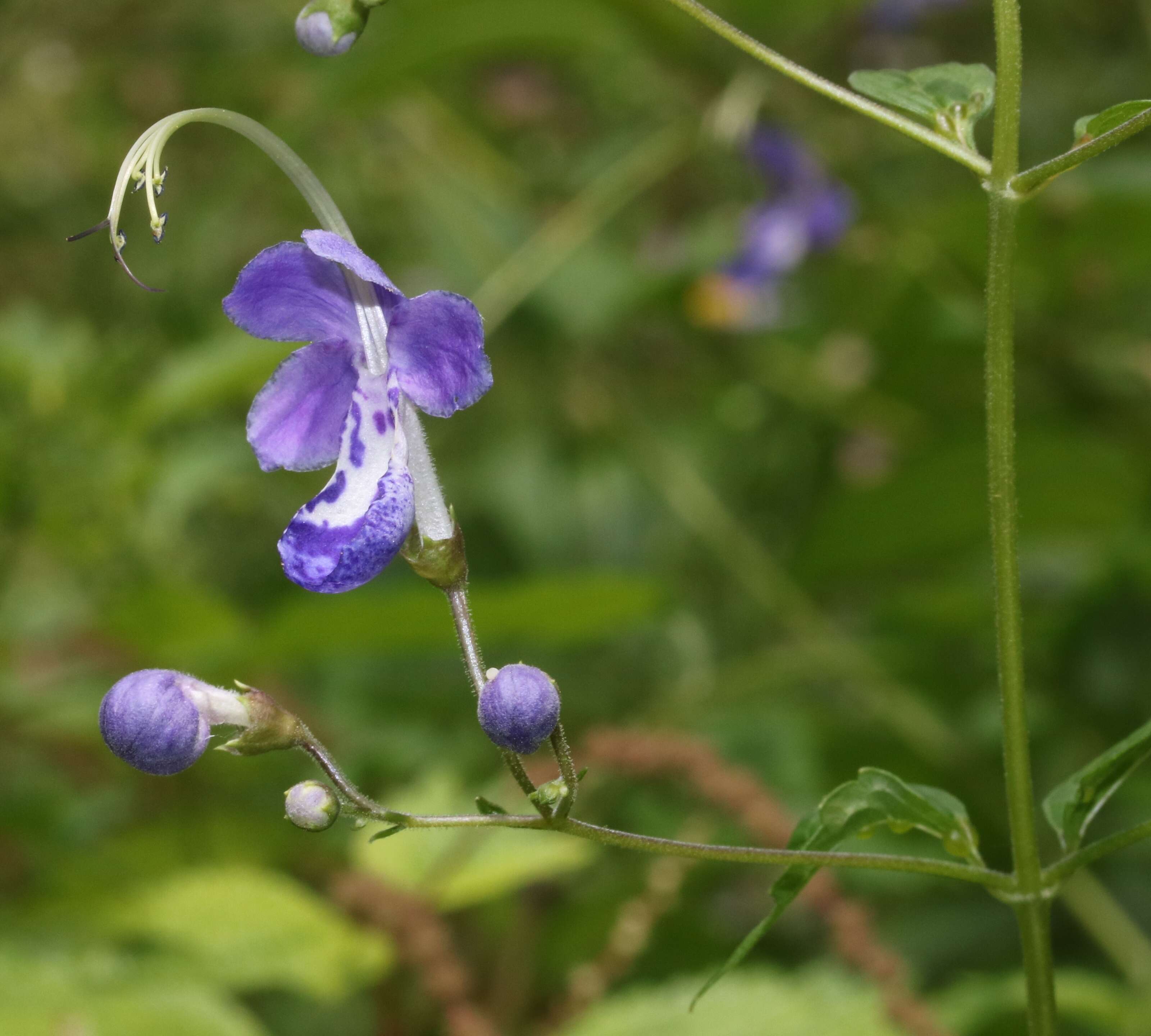 Imagem de Tripora divaricata (Maxim.) P. D. Cantino