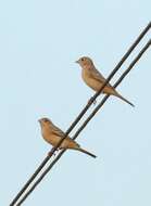 Image of Brown-headed Bunting