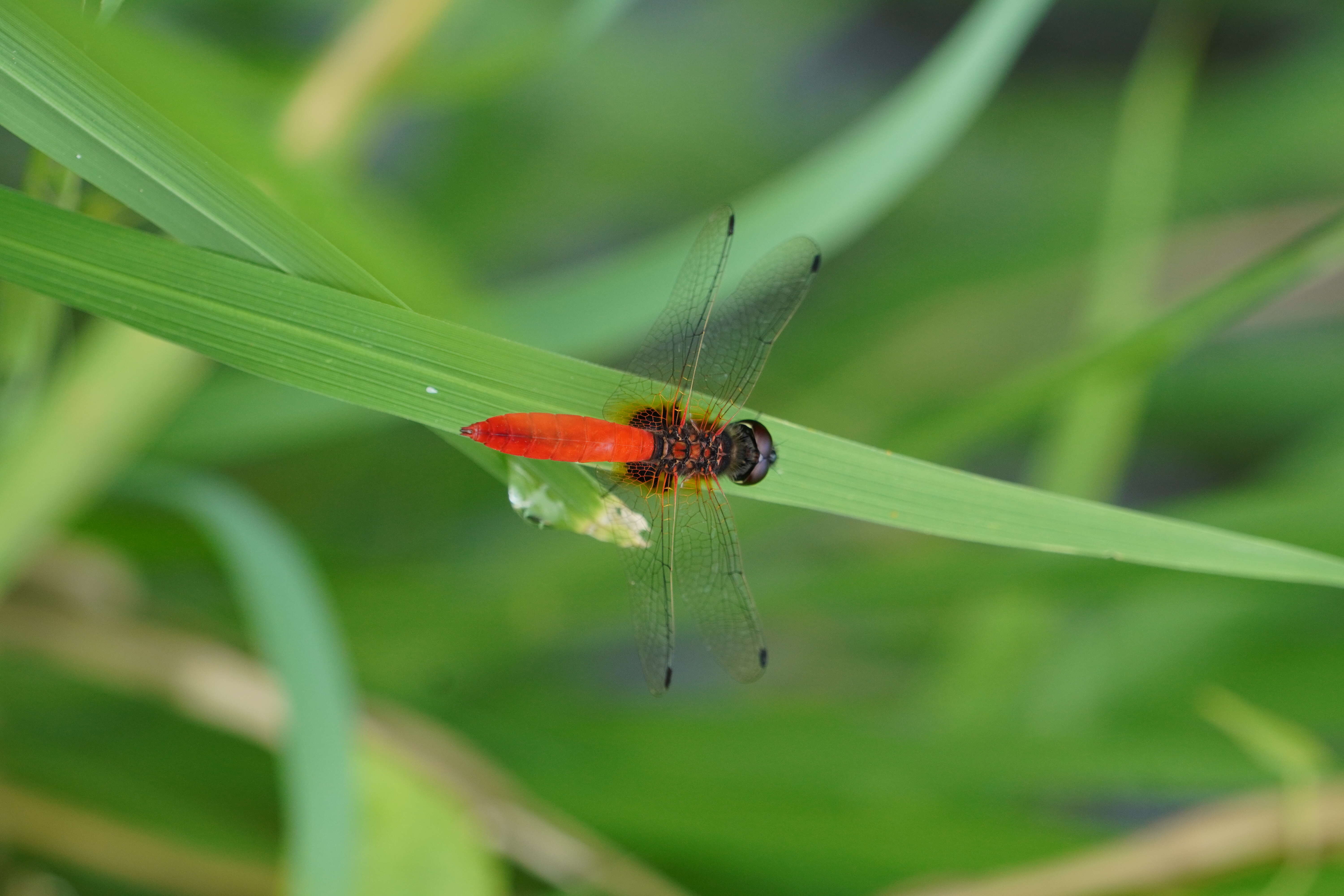 Image of Aethriamanta brevipennis (Rambur 1842)