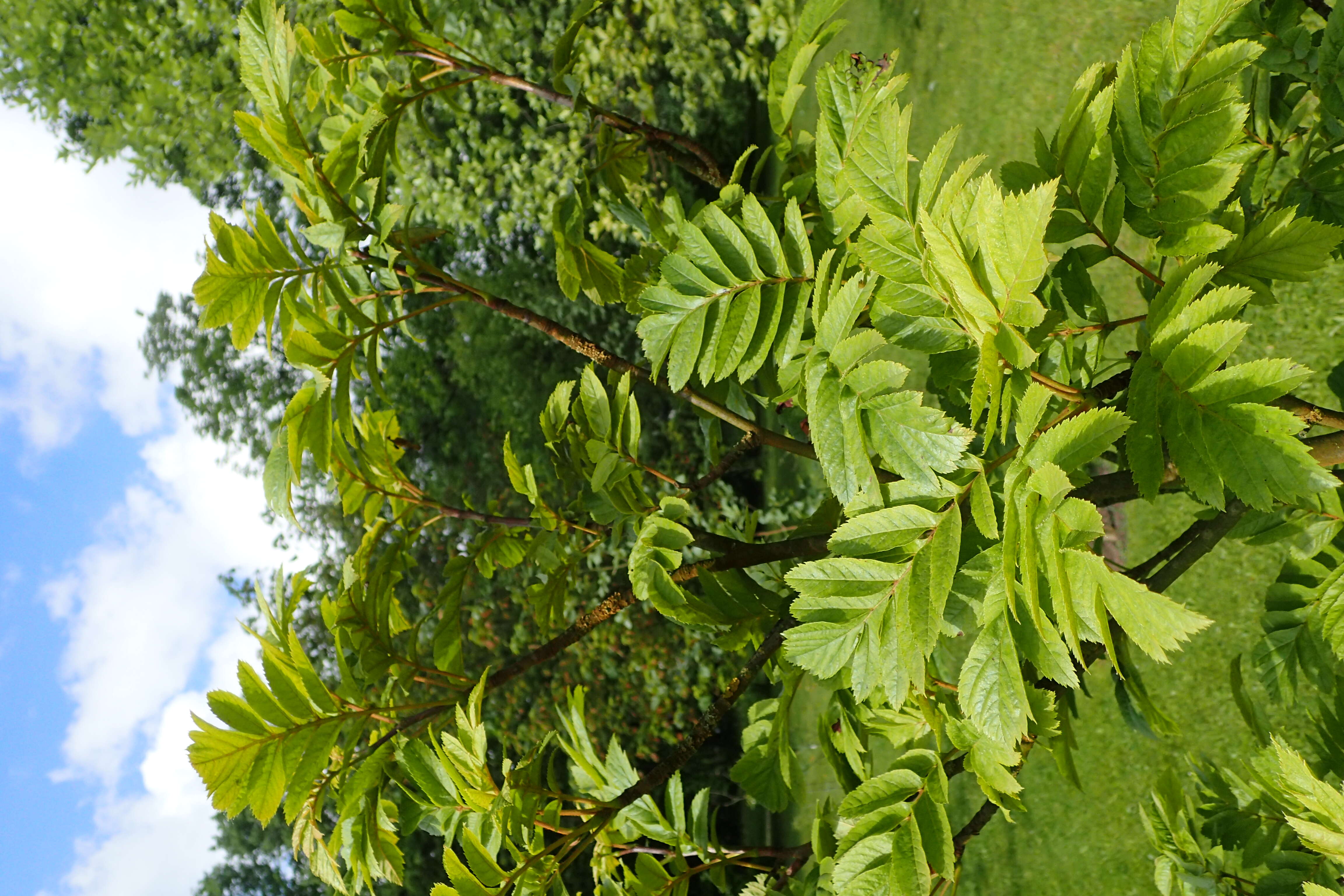 Image of Japanese Rowan