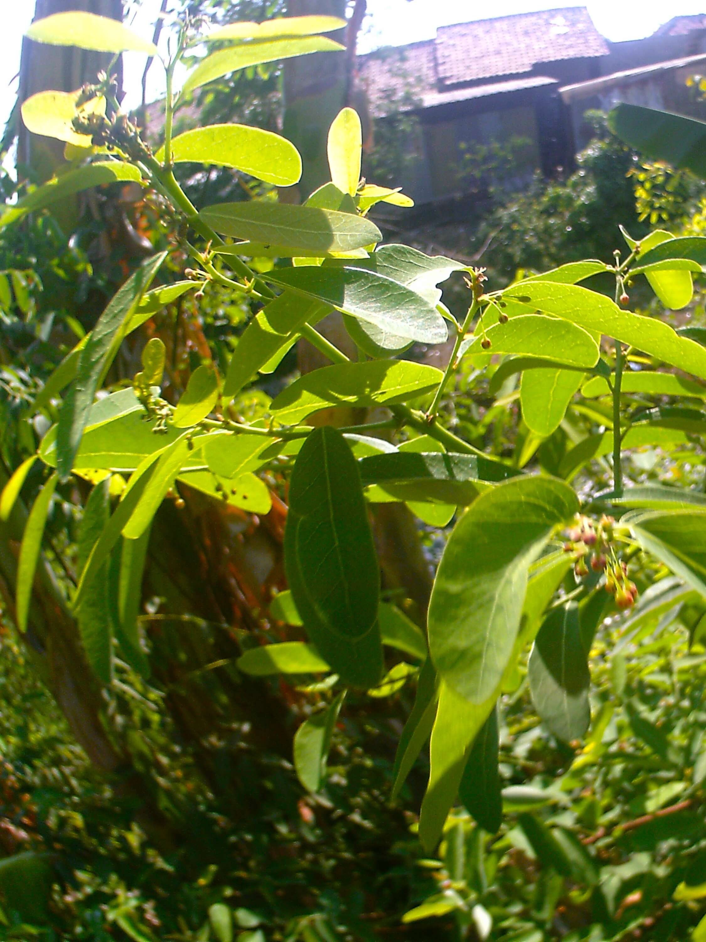 Image of Potato bush