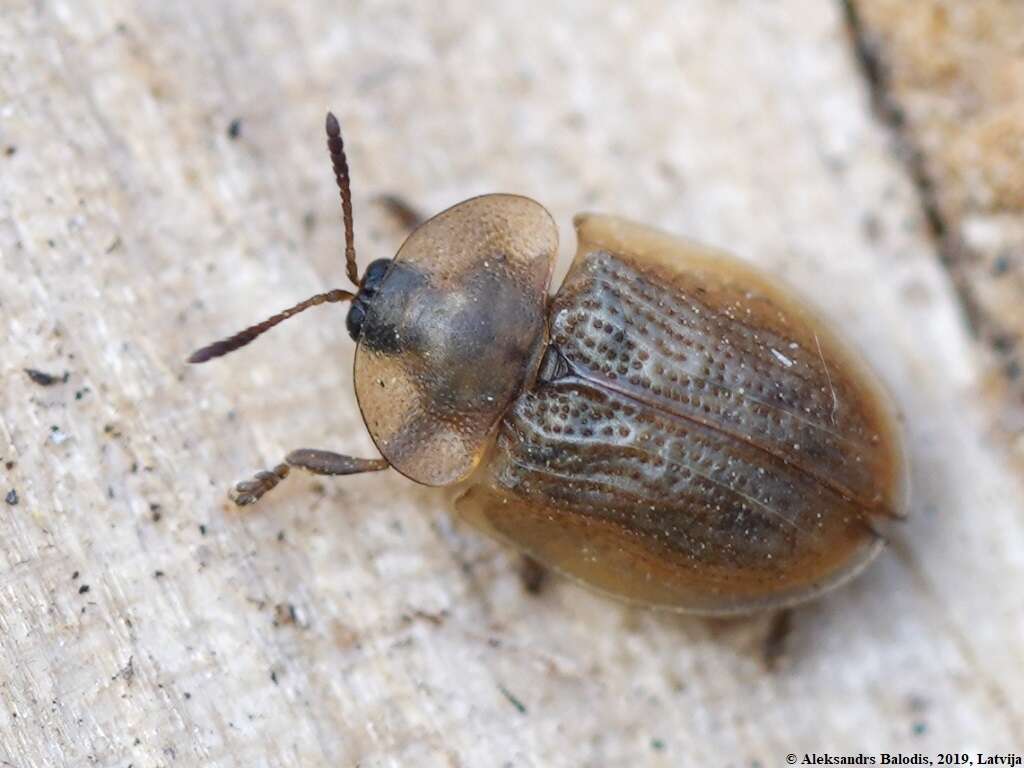 Image of Pale Tortoise Beetle