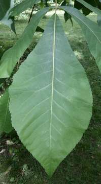 Image of shellbark hickory