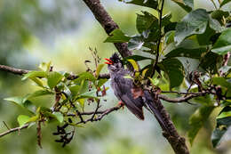 Image de Bulbul noir