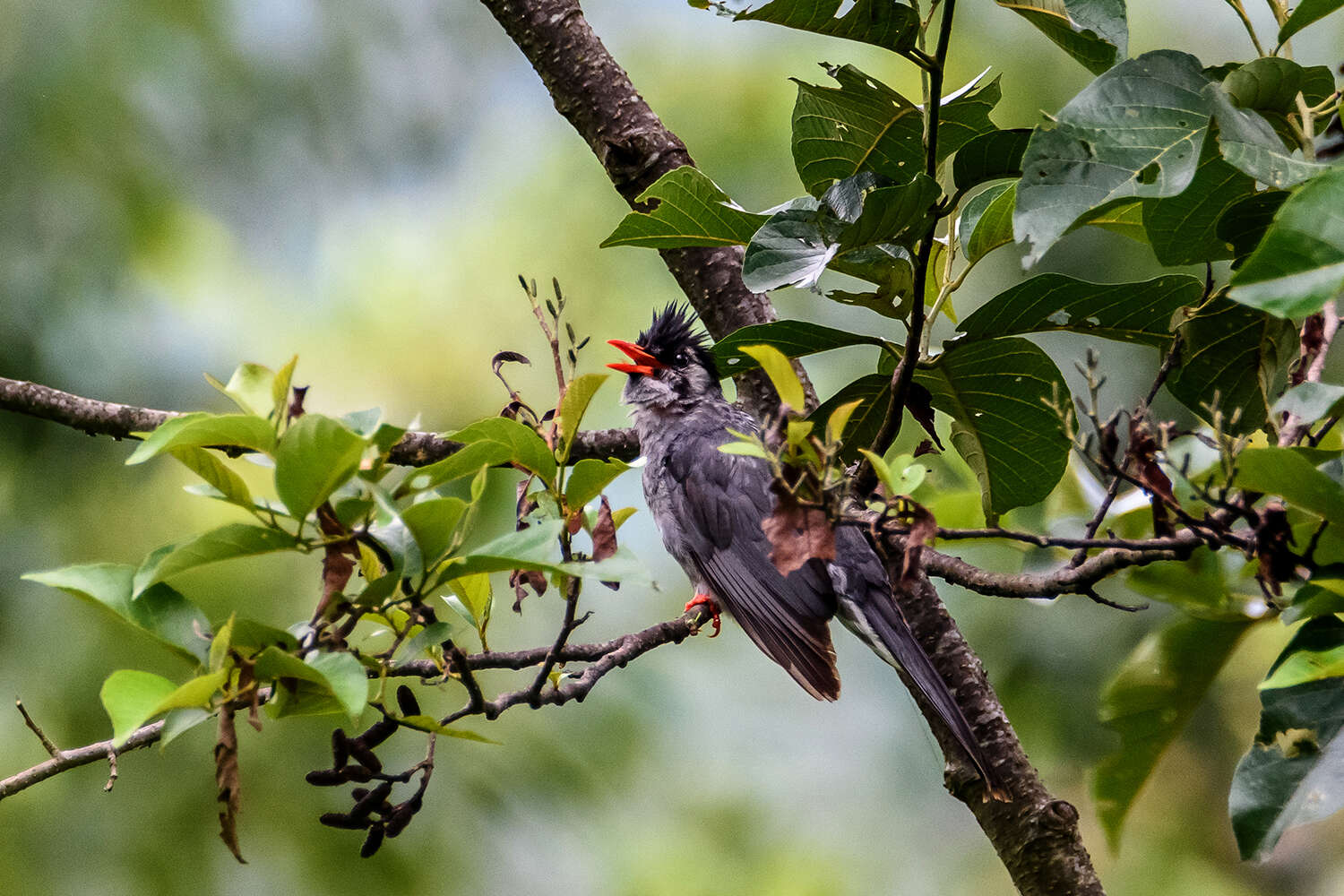 Image de Bulbul noir