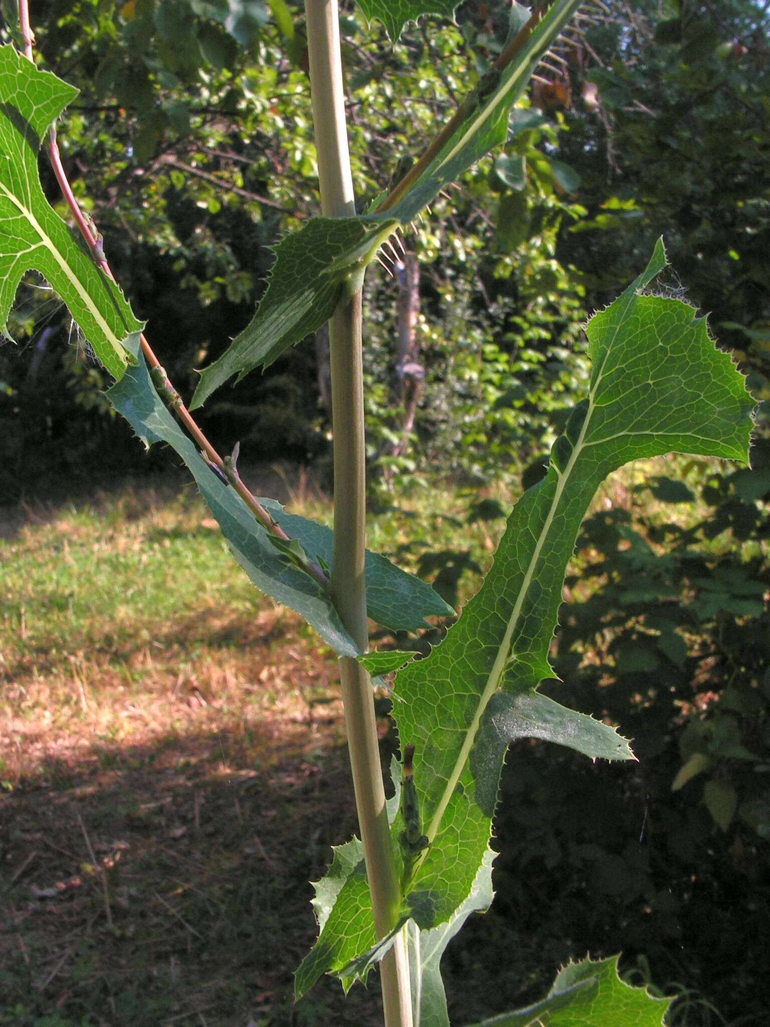 Image of prickly lettuce