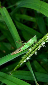 صورة Conocephalus (Anisoptera) maculatus (Le Guillou 1841)