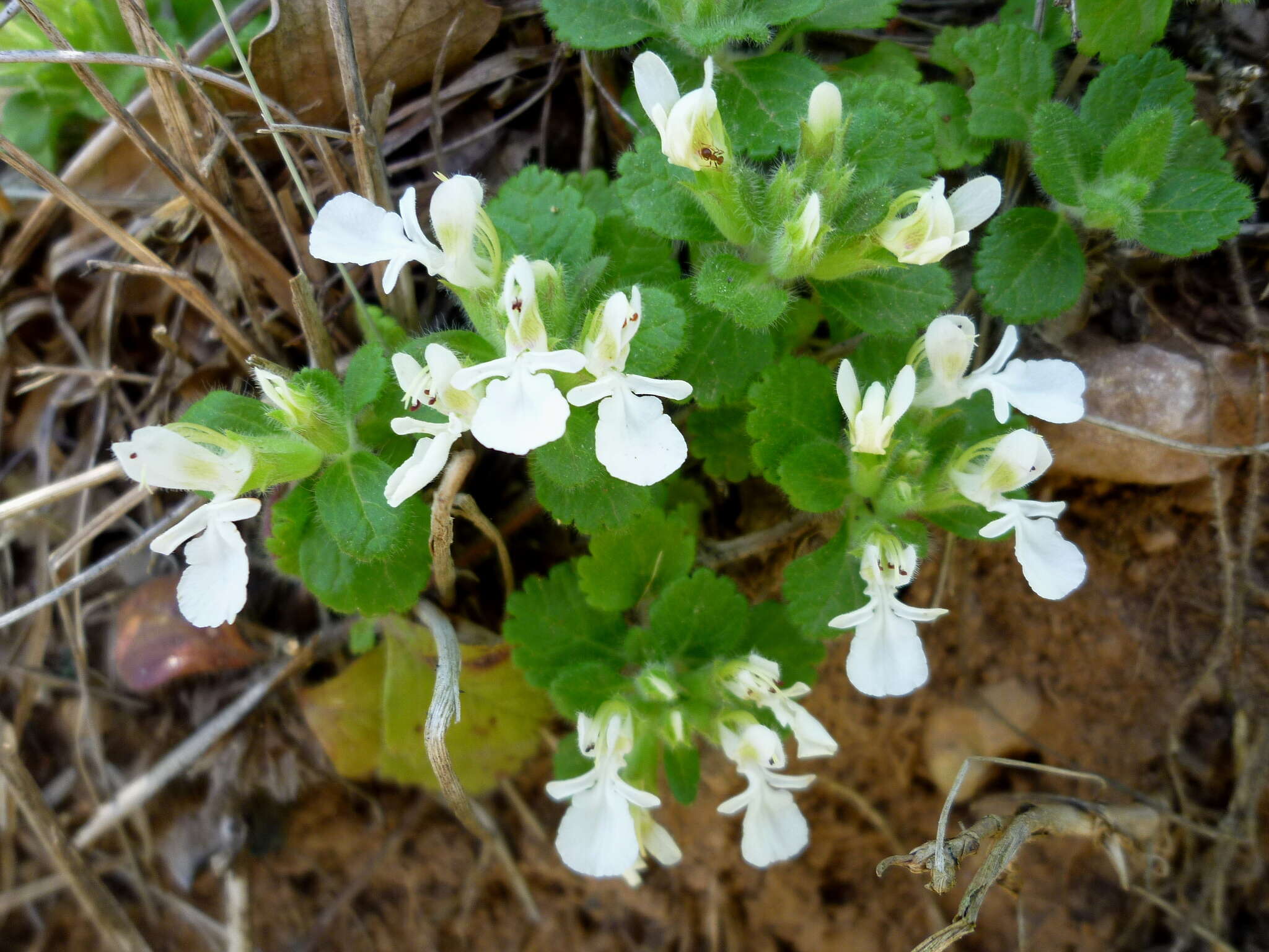 Слика од Teucrium pyrenaicum L.