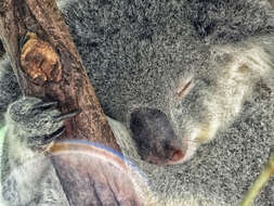 Image of koalas