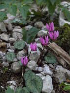 Image of cyclamen