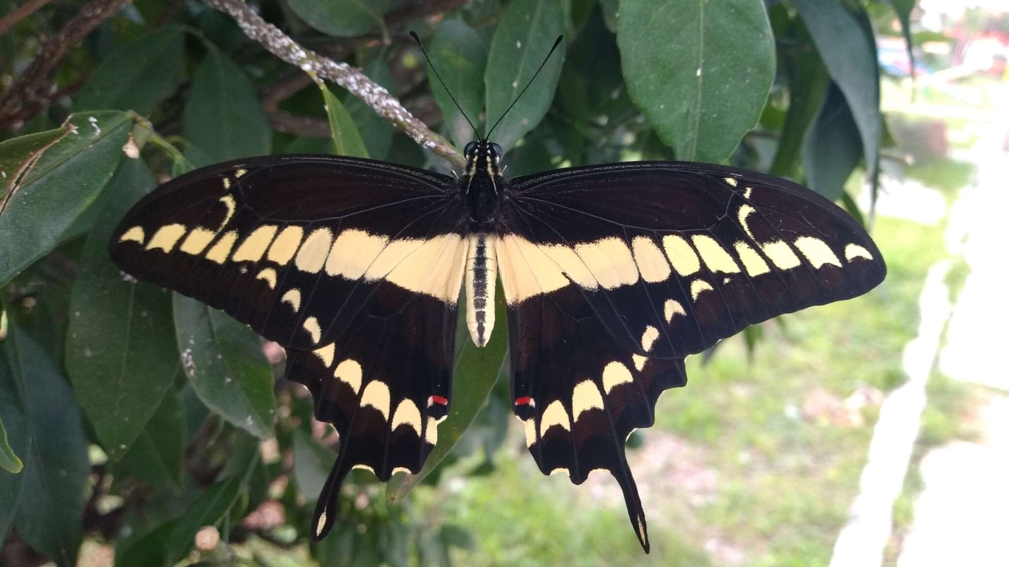 Sivun Papilio thoas Linnaeus 1771 kuva