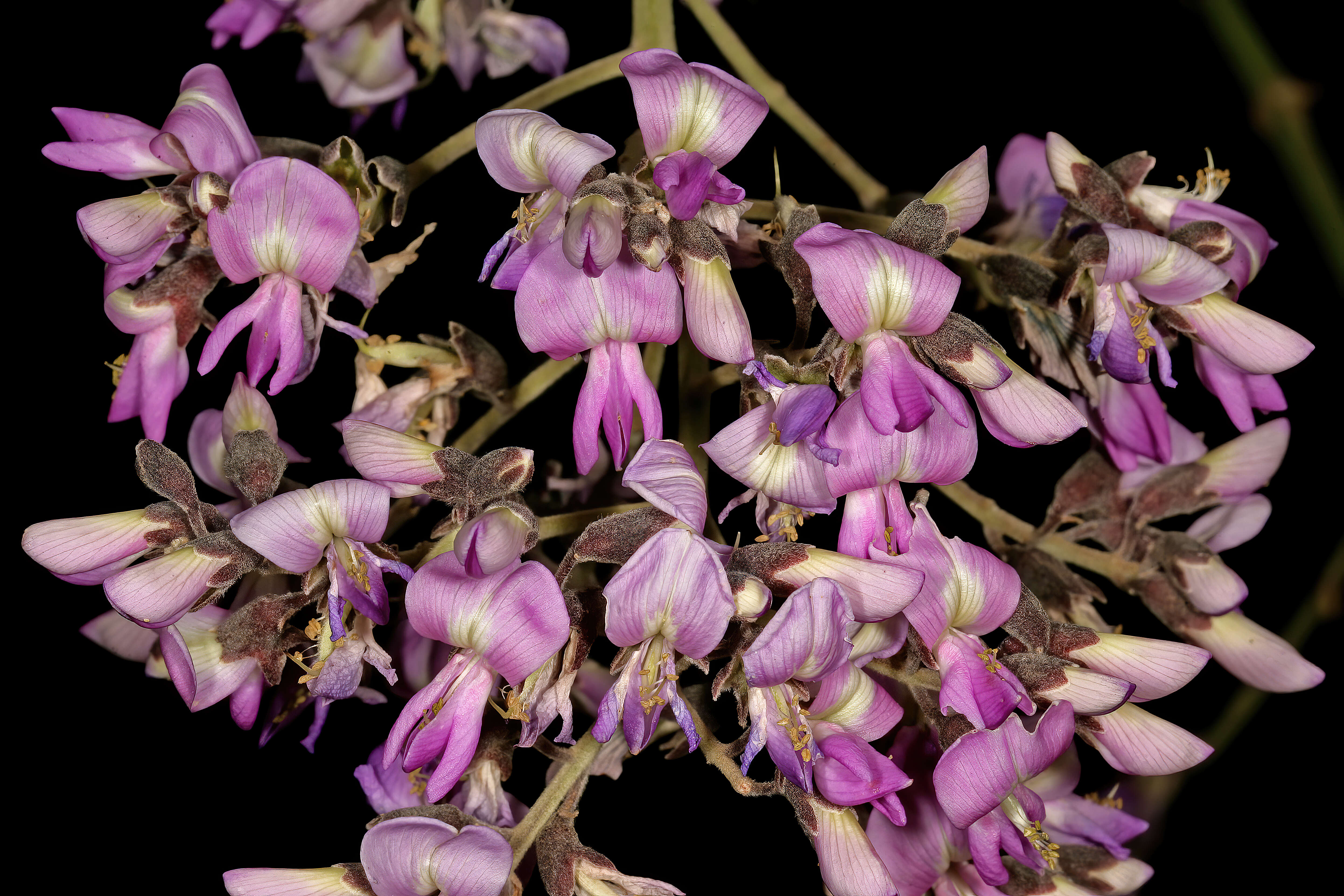 Image of Philenoptera violacea