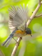 Image of Orange-flanked Bush-Robin