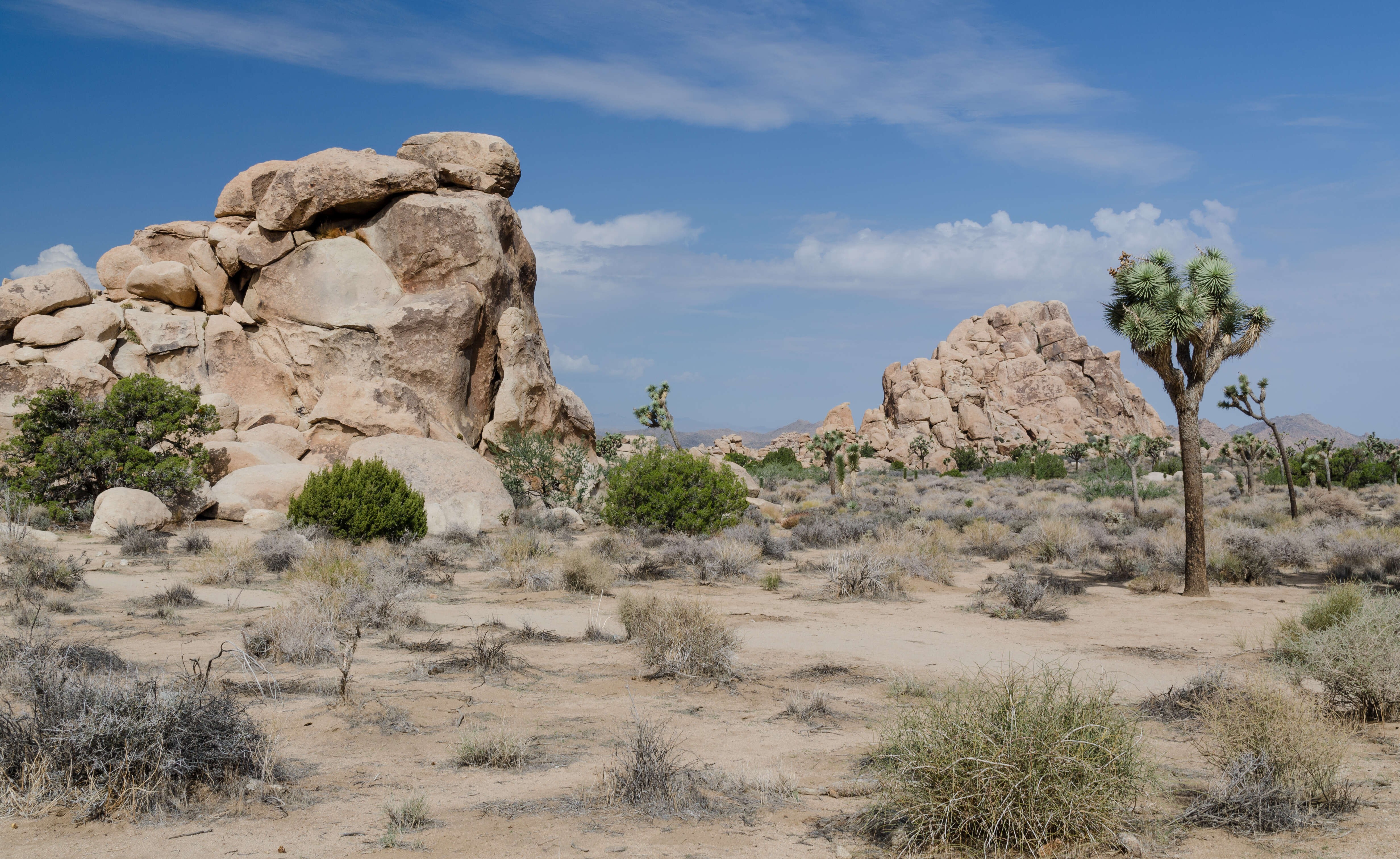 Image of Joshua tree