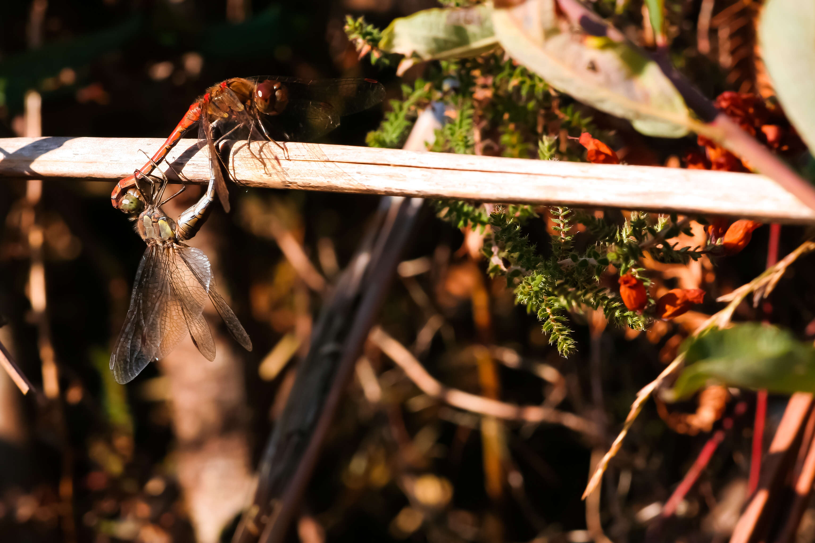 Image of Common Darter