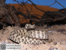 Image of Perisan Horned Viper