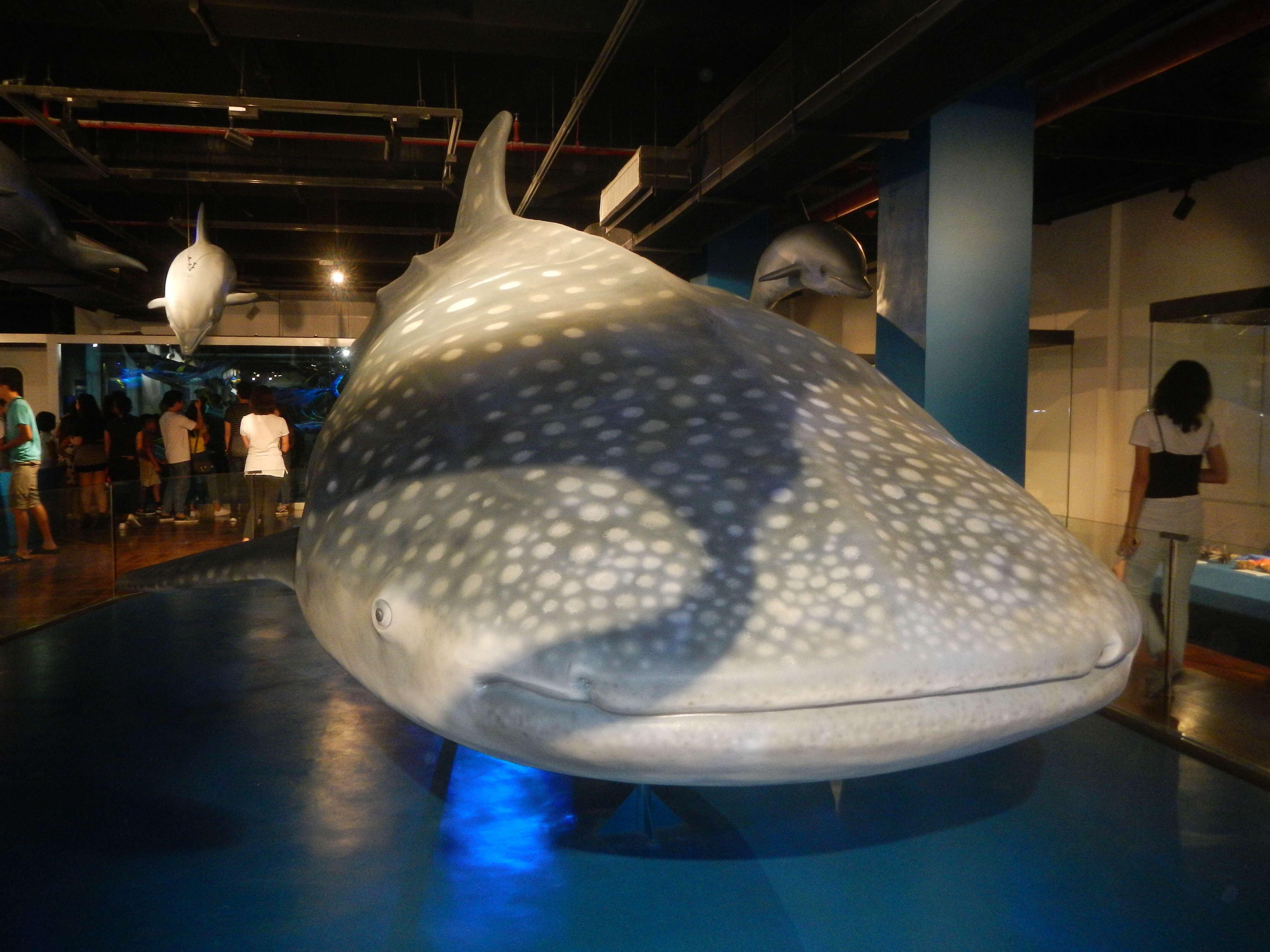 Image of whale sharks