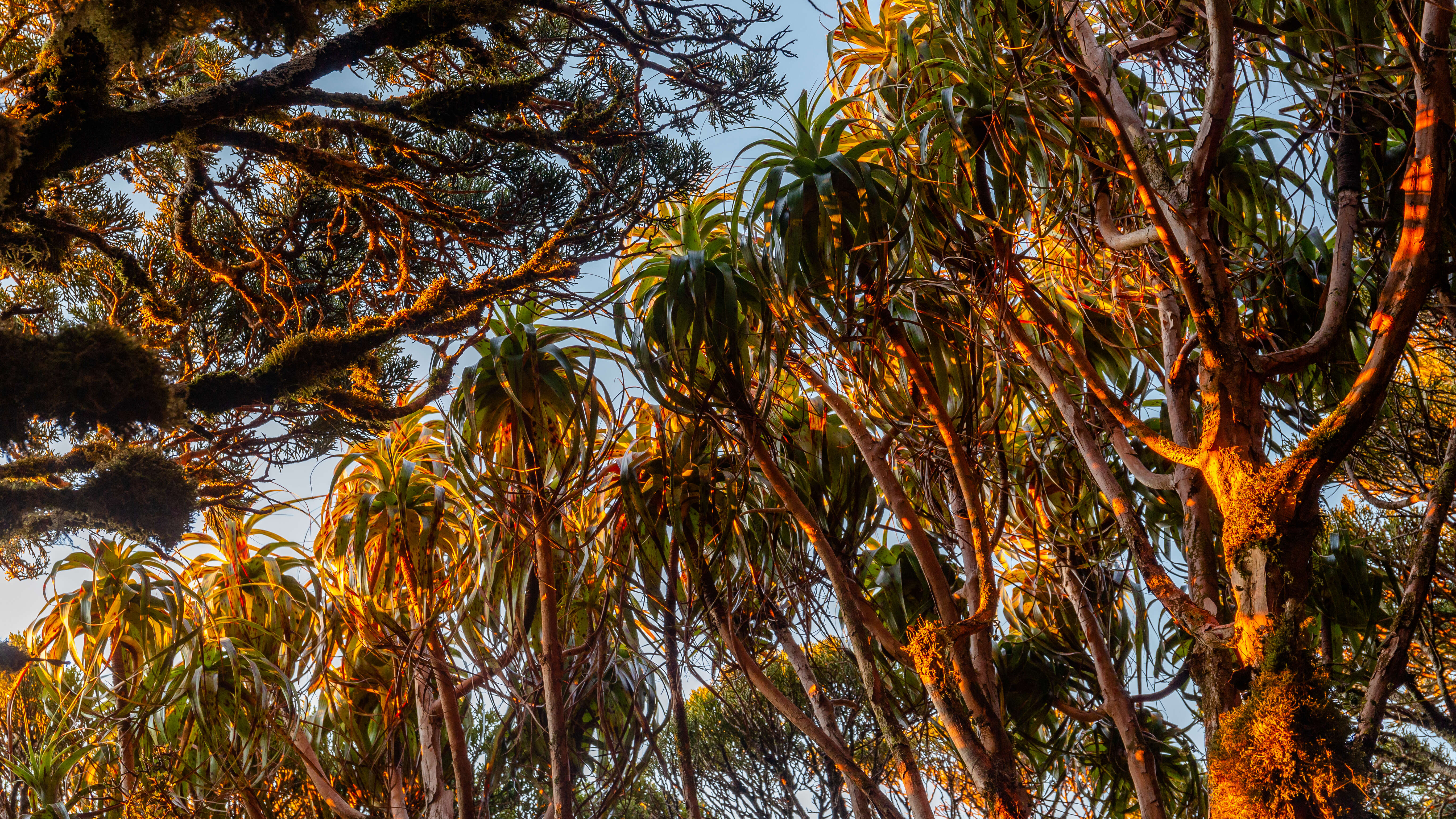 Image of Dracophyllum latifolium A. Cunn.