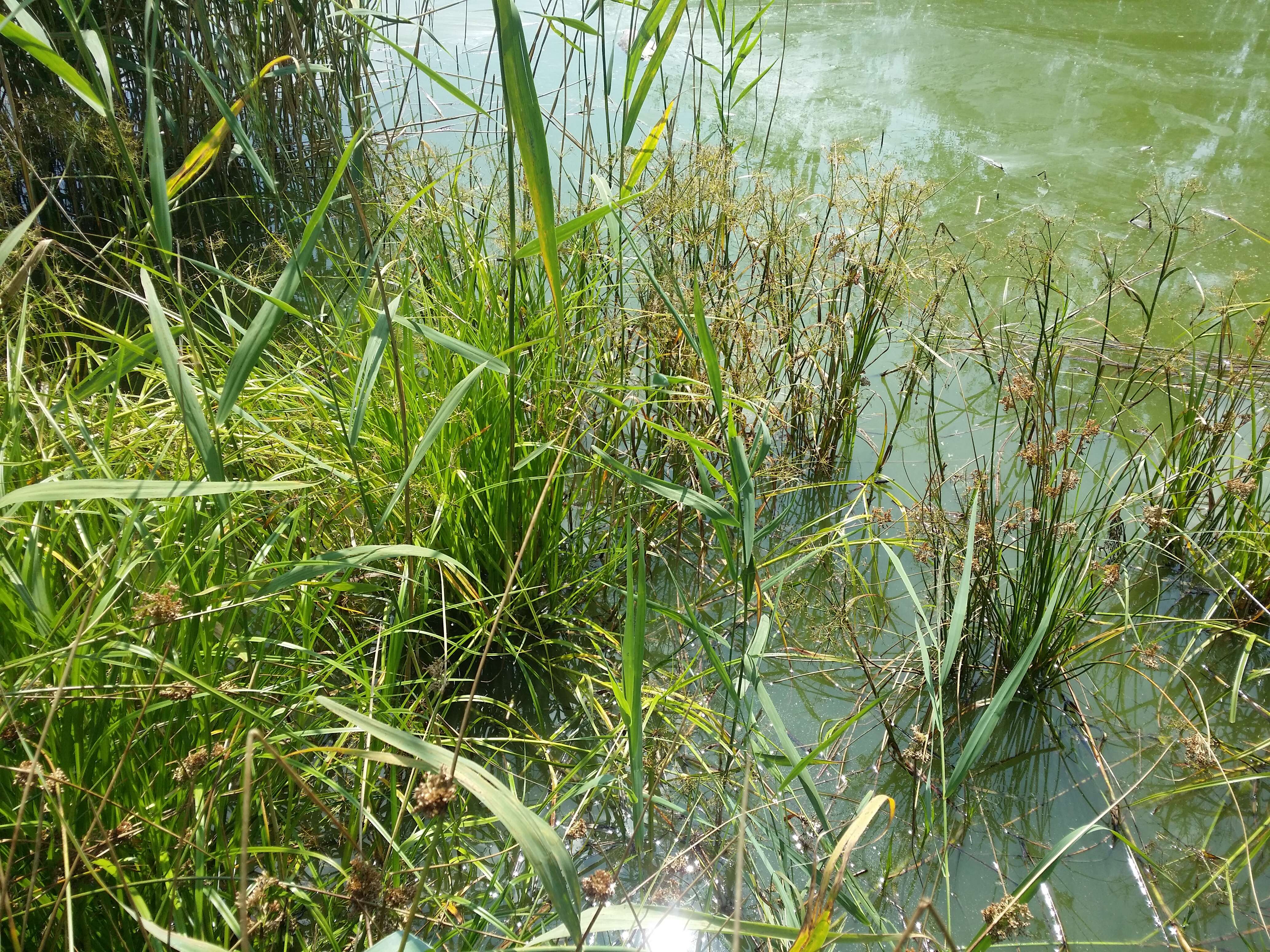 Image of Scirpus radicans Schkuhr