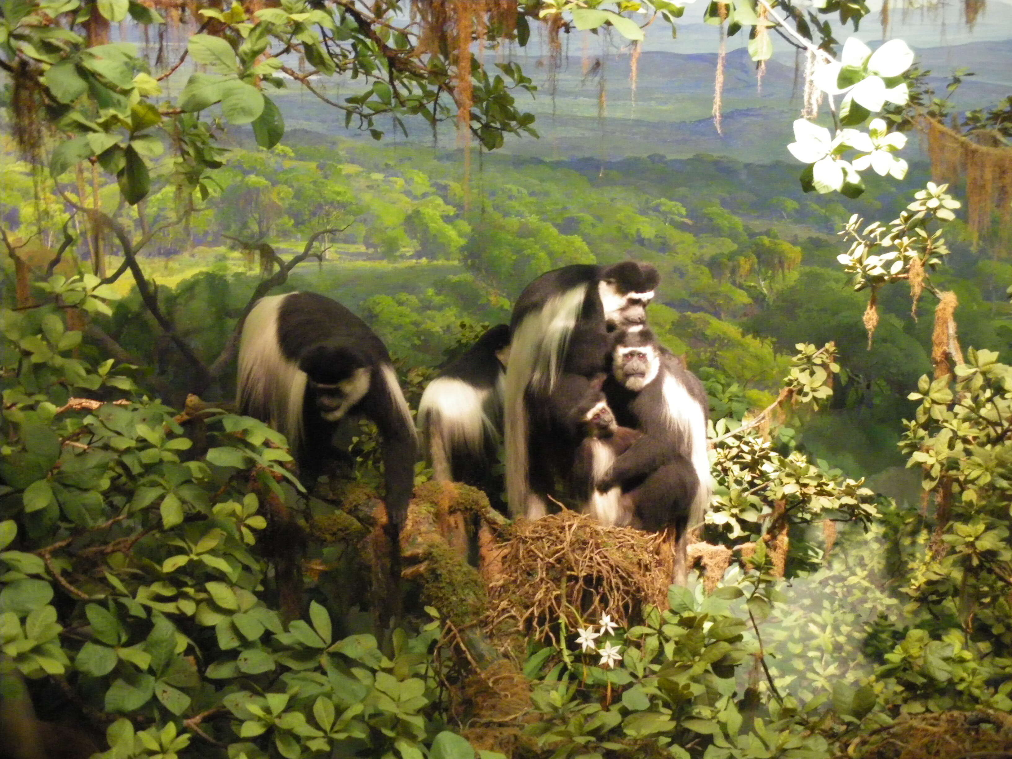 Image of Mantled Colobus