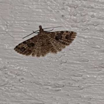 Image of twenty-plume moth