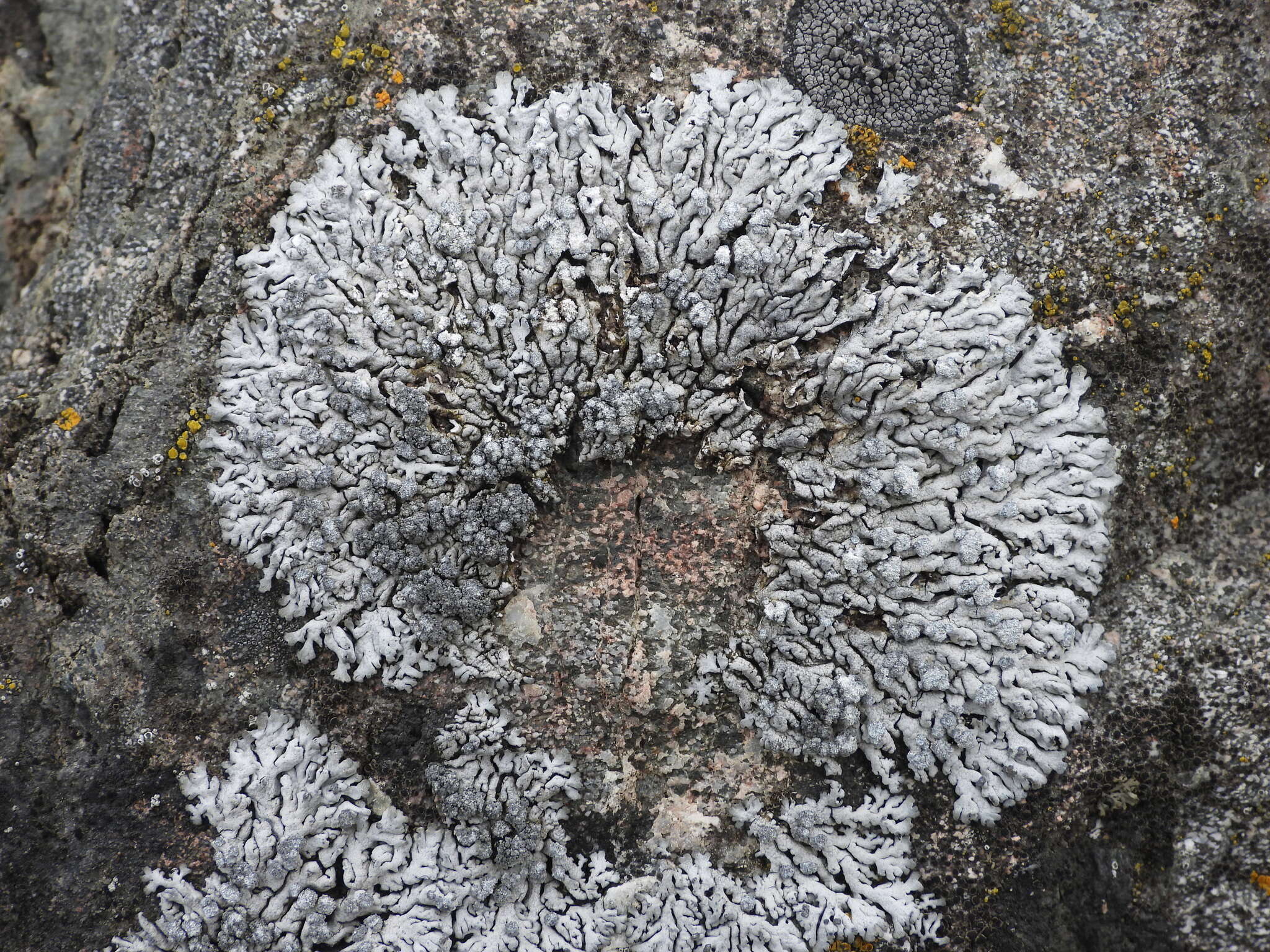 Image of Blue-gray rosette lichen