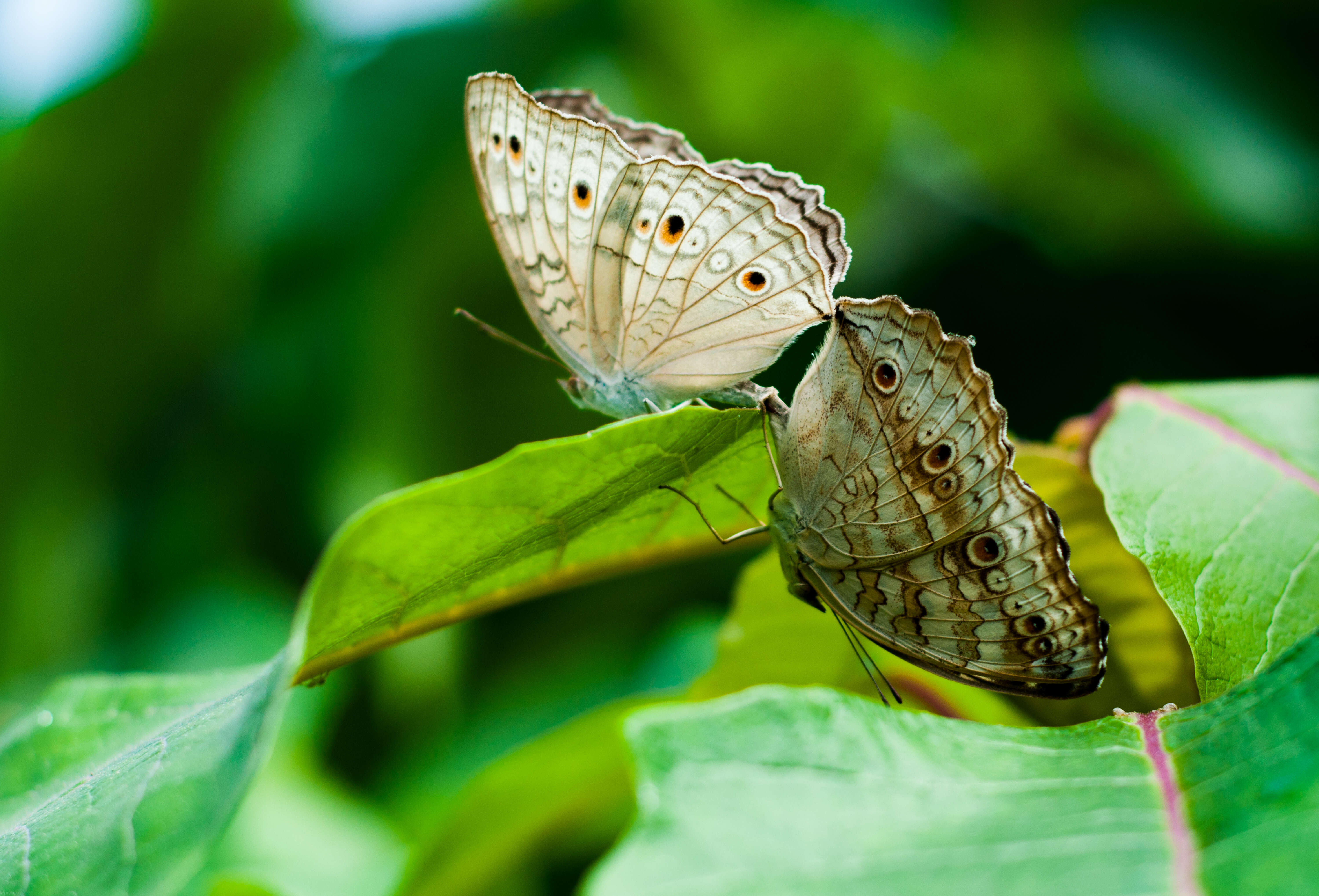 Plancia ëd Junonia atlites Linnaeus 1763