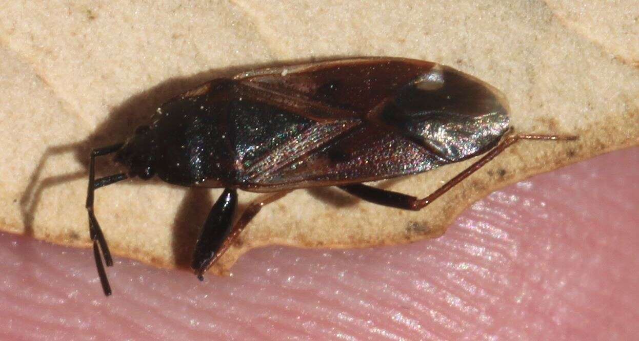 Image of Eremocoris fenestratus (Herrich-Schaeffer 1839)